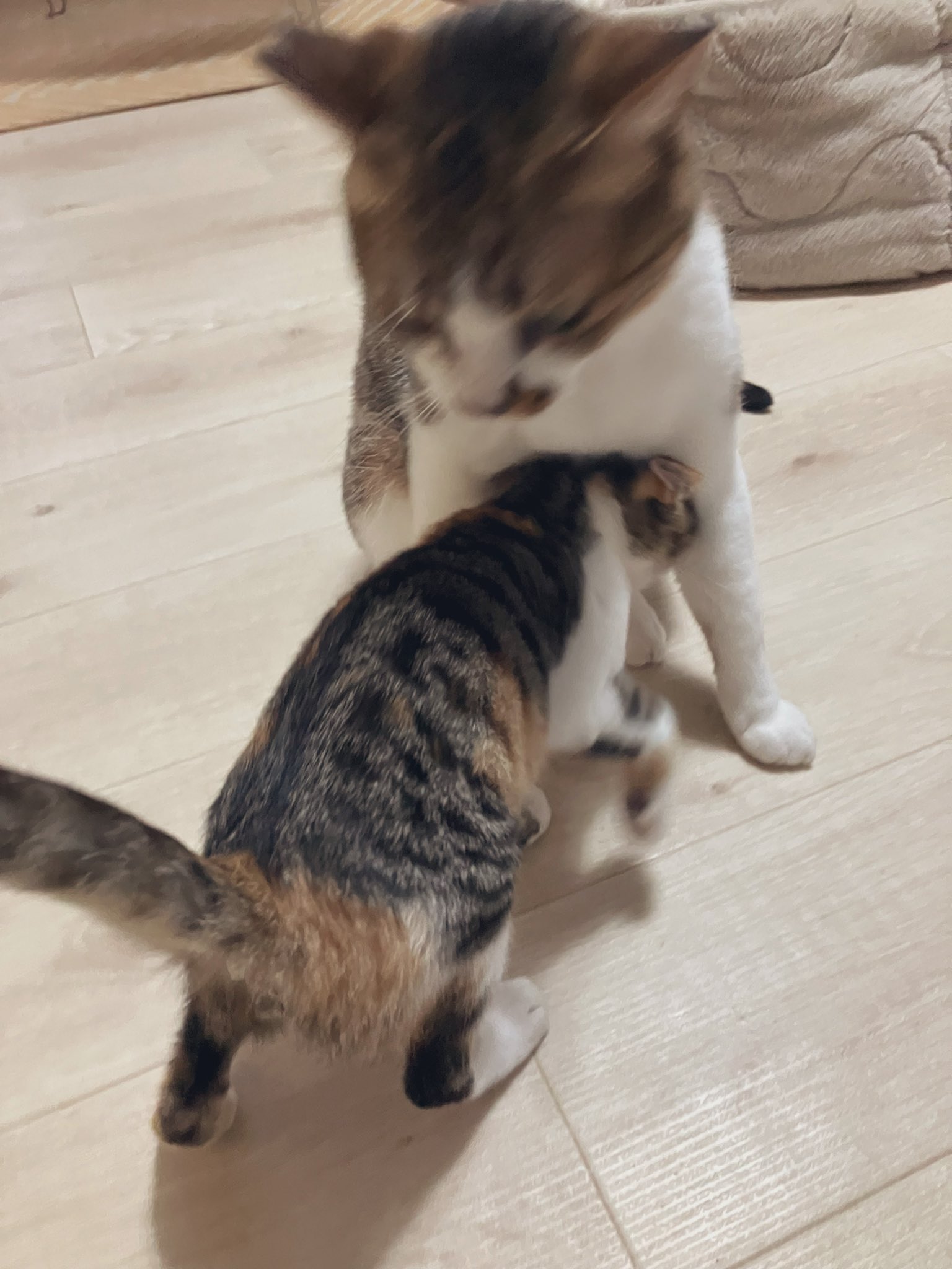 猫になりたい♡様。専用です✖️2 猫音すず🍭3D化決定🎉 on X: 