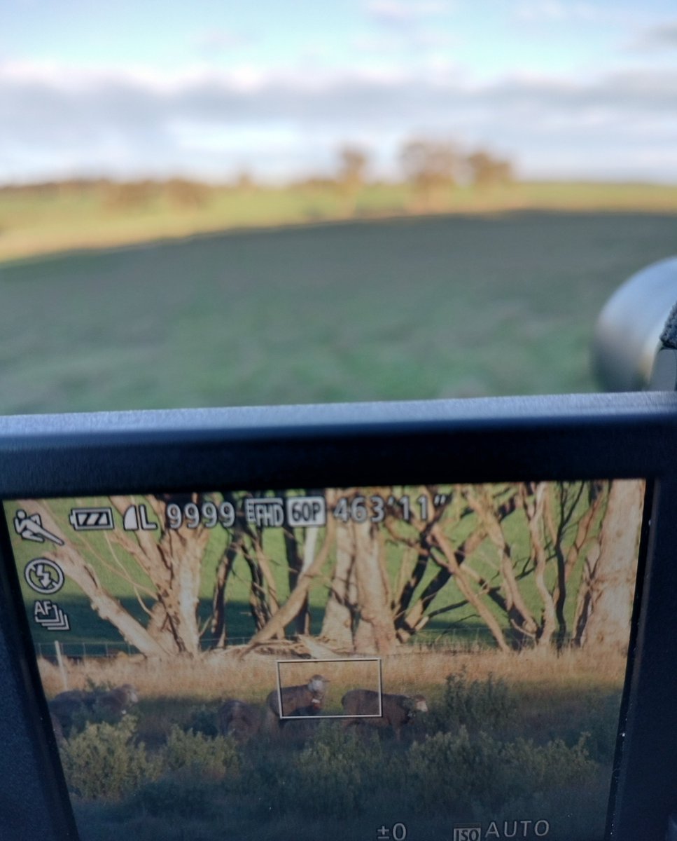 The rugged-up scientist and the long-lens camera are back... you know what that means — it’s lambing season again! 🐑📸
<a href="/shade_shelterAU/">Shade & Shelter research project</a> <a href="/IOA_UWA/">The UWA Institute of Agriculture</a>