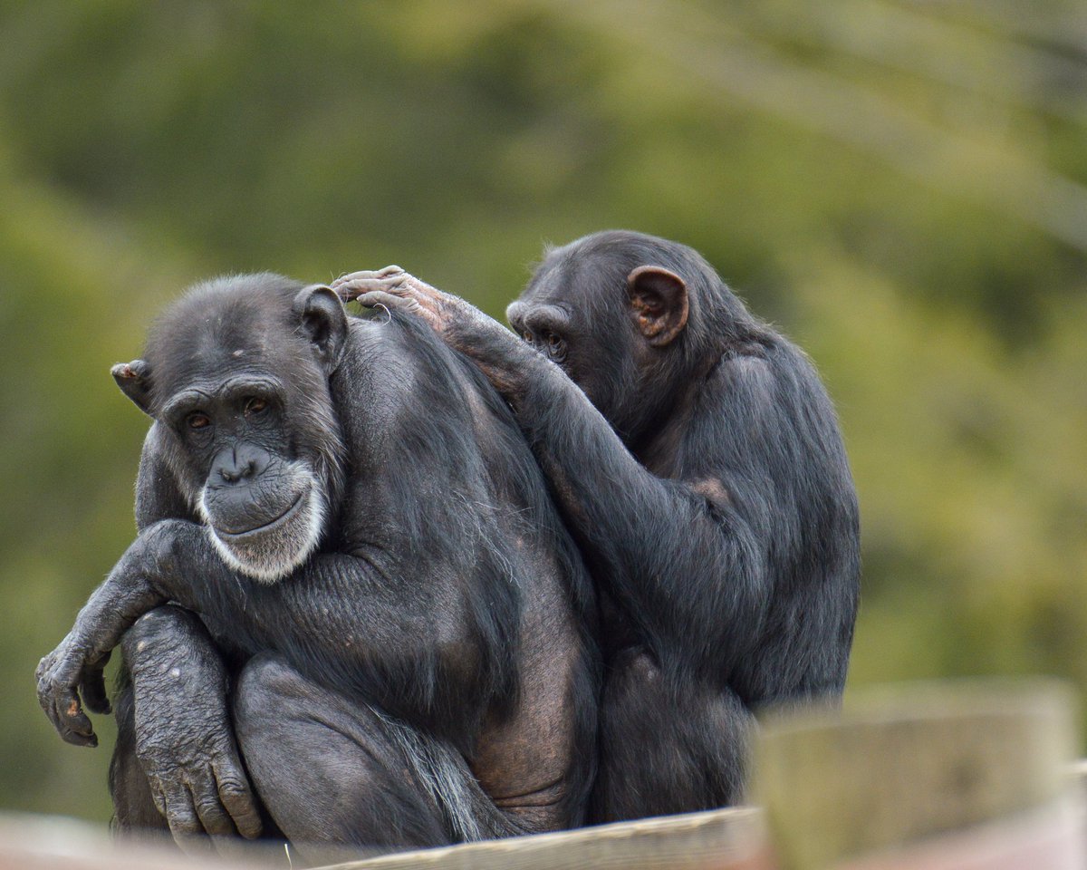 HAPPY WORLD CHIMPANZEE DAY!!!!