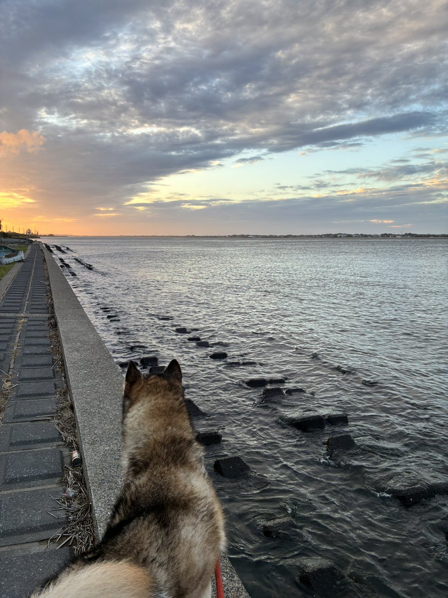 991GT2RS_GRS's tweet image. 大雨の後の川はとっても綺麗🐶
#今日のわんこ