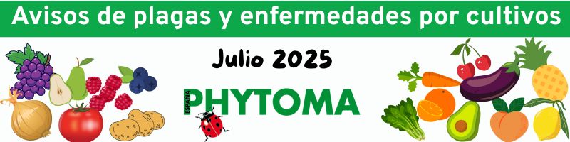 Phytoma's tweet image. 🪳🦠Informe de plagas y enfermedades - JULIO 2025: acortar.link/uxKYQA