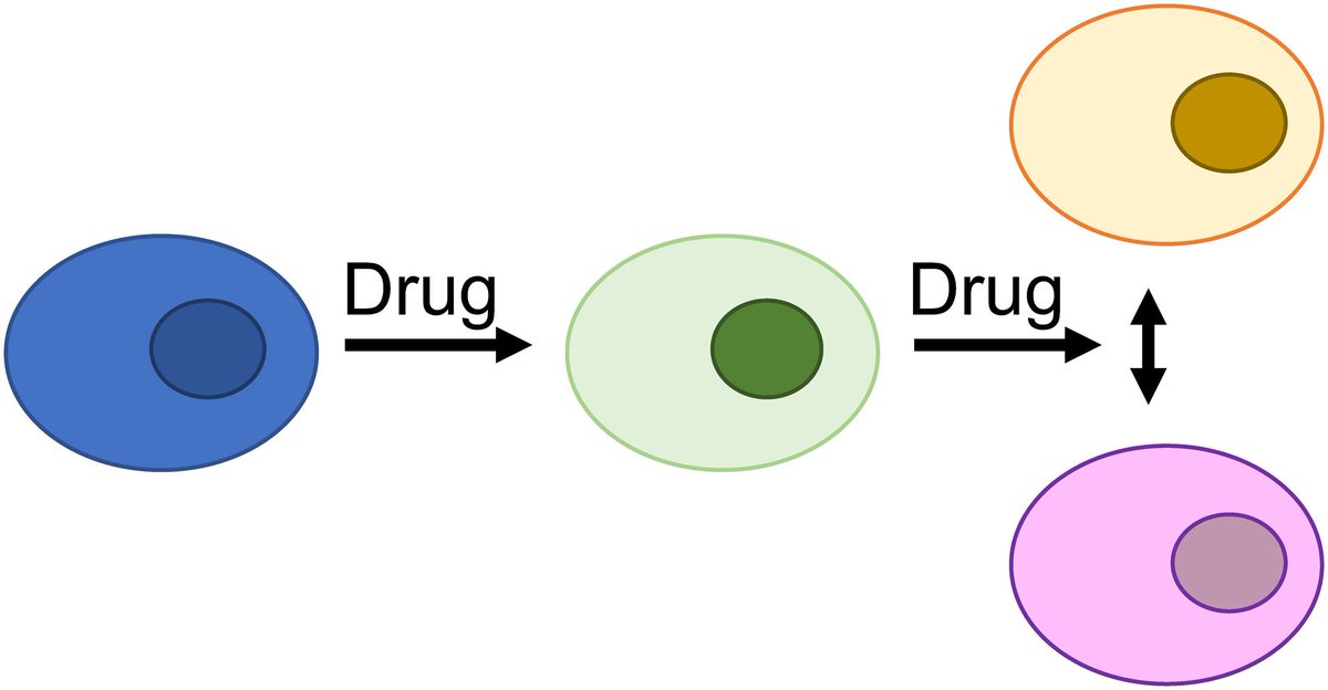 FEBSOpenBio's tweet image. Phenotypic plasticity in a novel set of EGFR tyrosine kinase inhibitor-adapted non-small cell lung cancer cell lines
➡️ buff.ly/iMUNTQC
@MartMichaelis @markwassy @MichelleDGarre2 @CampbellGourlay
#EGFR #TKIs #NSCLC