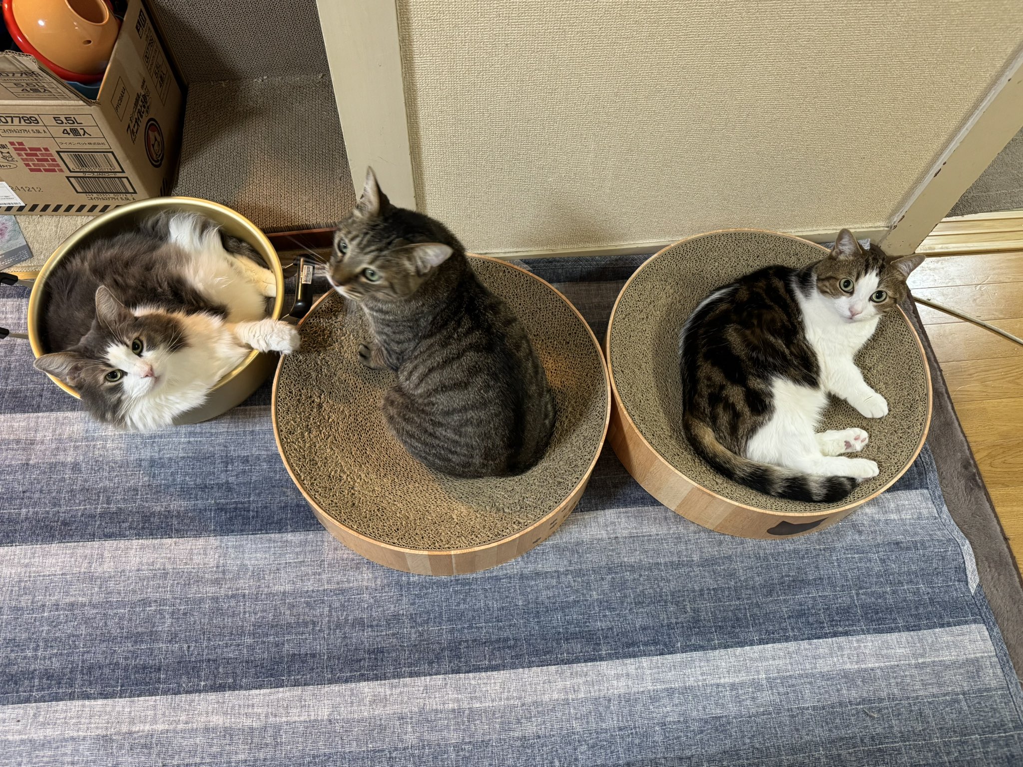 ねこまま♡ ねこまま🐈🐈🐈‍⬛ on X: 