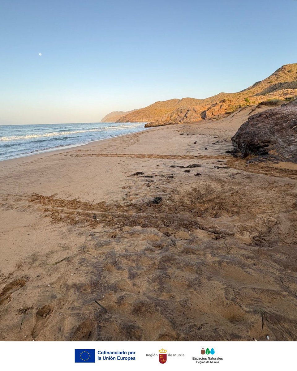Espacios Naturales Región de Murcia (@espnaturalesmur) on Twitter photo #GrandesNoticias
🌊🐢 ¡En la madrugada del domingo una #TortugaBoba #CarettaCaretta anidó en las playas de <a href="/CalblanquePR/">Parque Regional de Calblanque</a>!
Dos voluntarias de #TerritorioTortuga detectaron el rastro y, tras su aviso al 112, se activó el protocolo de actuación 👏👏 #GrandesNoticias
🌊🐢 ¡En la madrugada del domingo una #TortugaBoba #CarettaCaretta anidó en las playas de <a href="/CalblanquePR/">Parque Regional de Calblanque</a>!
Dos voluntarias de #TerritorioTortuga detectaron el rastro y, tras su aviso al 112, se activó el protocolo de actuación 👏👏