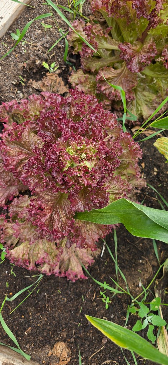 Miss Mehat tweet media