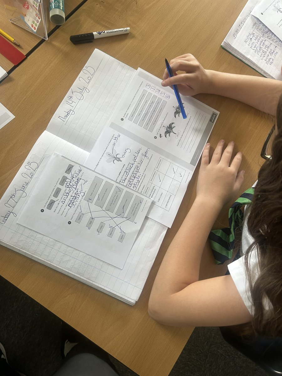 MrAbnett01's tweet image. Year 5 have been looking at Pollination in science this morning! 🪻🐝@PoppyfieldSch