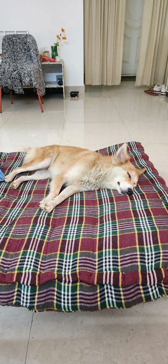 Foxy, a 9-month-old pup, was found abandoned in HSR #Bangalore.  She's sweet, sharp, vaccinated &amp; spayed — and perfect for small apartments! dogwithblog.in/bangalore-anim…

Currently in foster care, but needs a forever home.

If you can adopt, please contact 9717506274 or 9870994268.