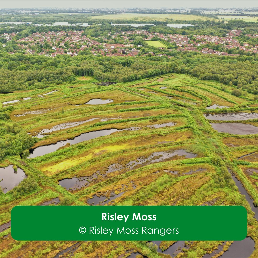 NaturalEngland's tweet image. The Risley, Holcroft and Chat Moss National Nature Reserve launches today!
With partners, we're restoring peatlands that are over 10,000 years old.
@CheshireWT @Lancswildlife @WiganCouncil, Woodland Trust, @ForestryEngland @WarringtonBC
gov.uk/government/new…
#NatureRecovery