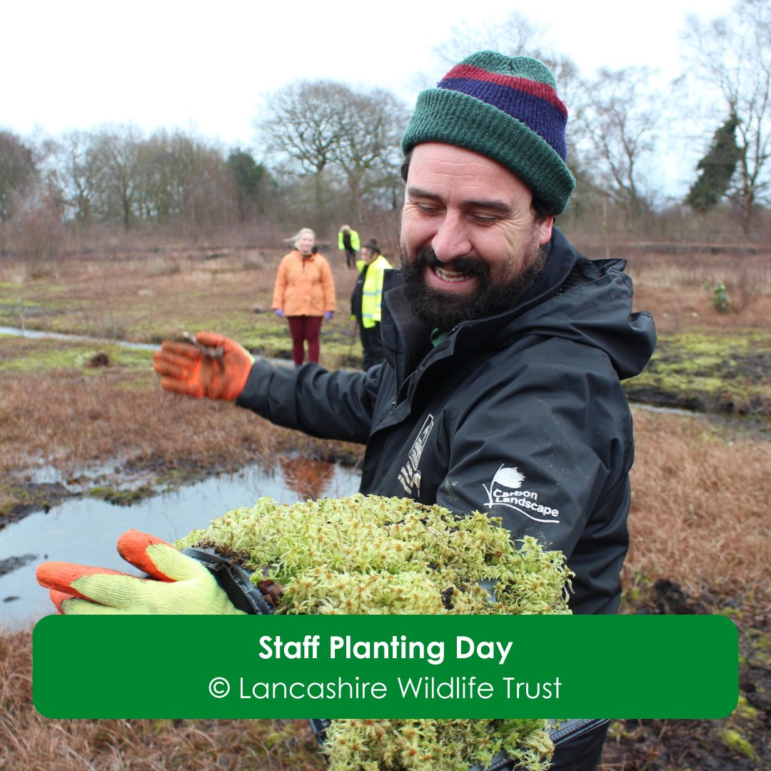 NaturalEngland's tweet image. The Risley, Holcroft and Chat Moss National Nature Reserve launches today!
With partners, we're restoring peatlands that are over 10,000 years old.
@CheshireWT @Lancswildlife @WiganCouncil, Woodland Trust, @ForestryEngland @WarringtonBC
gov.uk/government/new…
#NatureRecovery