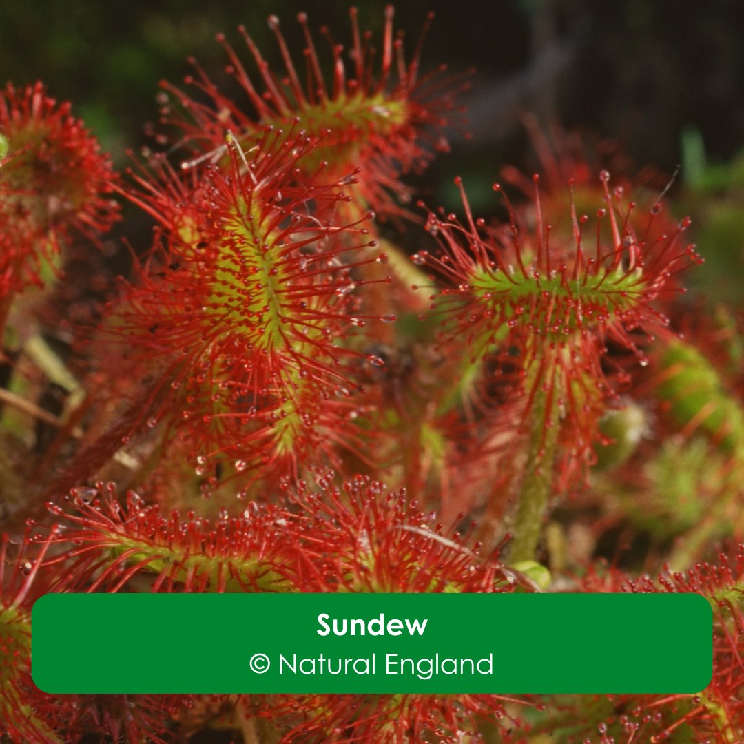 NaturalEngland's tweet image. The Risley, Holcroft and Chat Moss National Nature Reserve launches today!
With partners, we're restoring peatlands that are over 10,000 years old.
@CheshireWT @Lancswildlife @WiganCouncil, Woodland Trust, @ForestryEngland @WarringtonBC
gov.uk/government/new…
#NatureRecovery