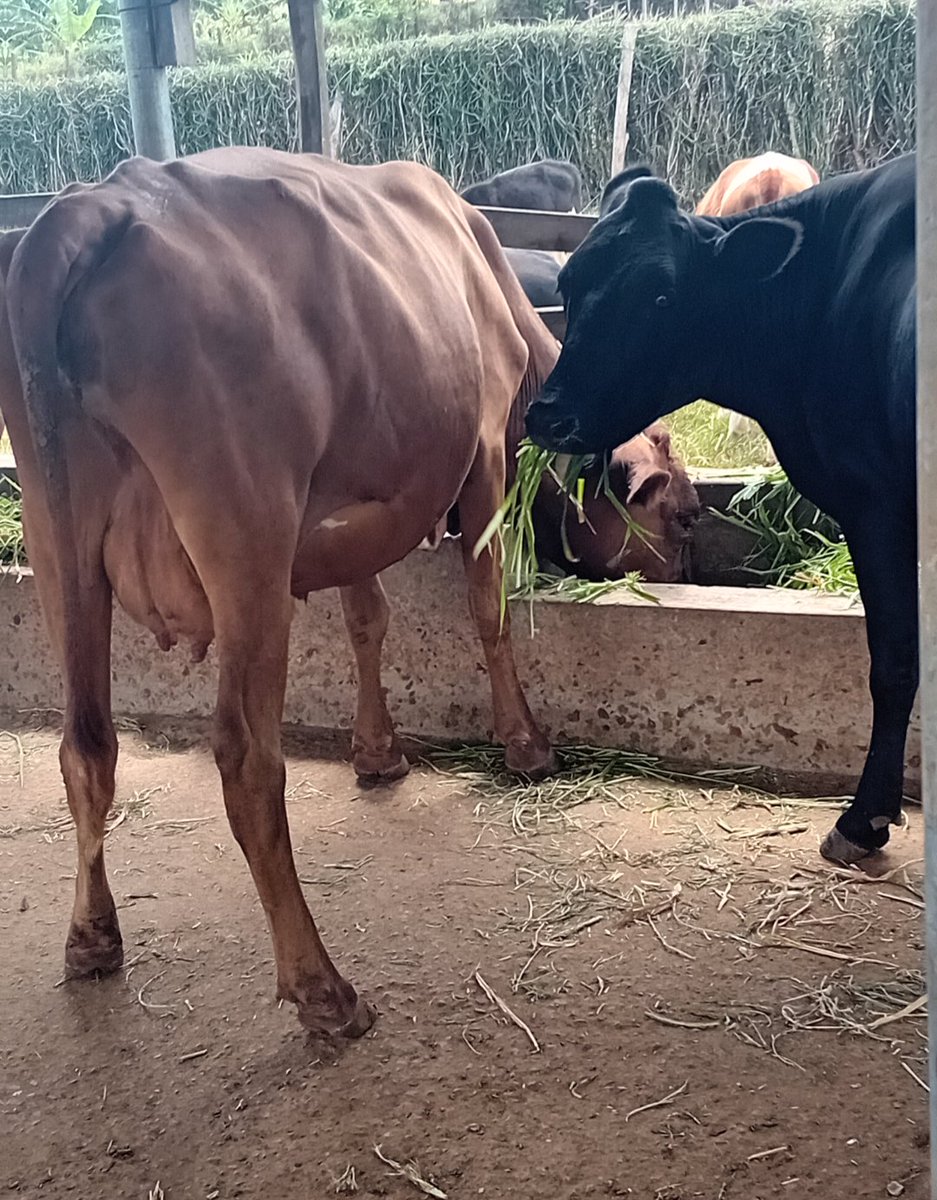 IsaacItungo's tweet image. When am minding my own business 😌 her
I need fooddd