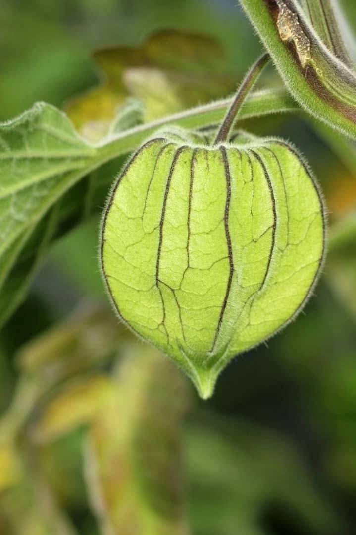 Cape Gooseberry (Physalis peruviana) is a nature’s golden secret that offers numerous health benefits. It boosts immunity, fights neurological issues, strengthens bones, improves vision, controls blood pressure and diabetes, and helps fight lung cancer. However, unripe fruit can