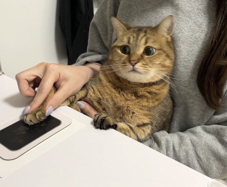 MiniraDiary's tweet image. 肉球スタンプしただけなのに、『連帯保証猫』にされたみたいな絶望的な表情すな