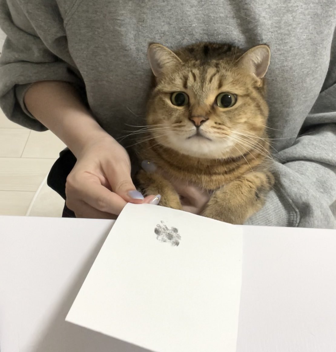 MiniraDiary's tweet image. 肉球スタンプしただけなのに、『連帯保証猫』にされたみたいな絶望的な表情すな