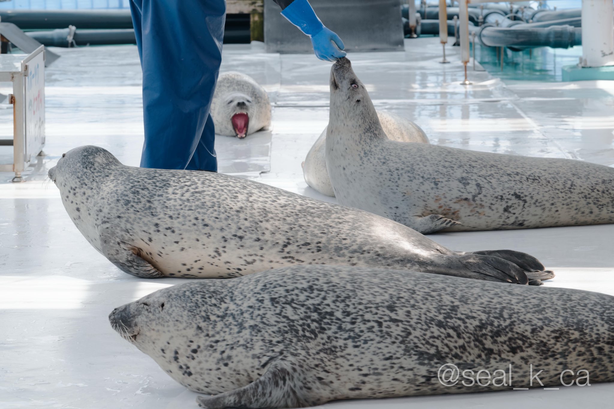 アザラシ  Seals (@dailyseals) / X