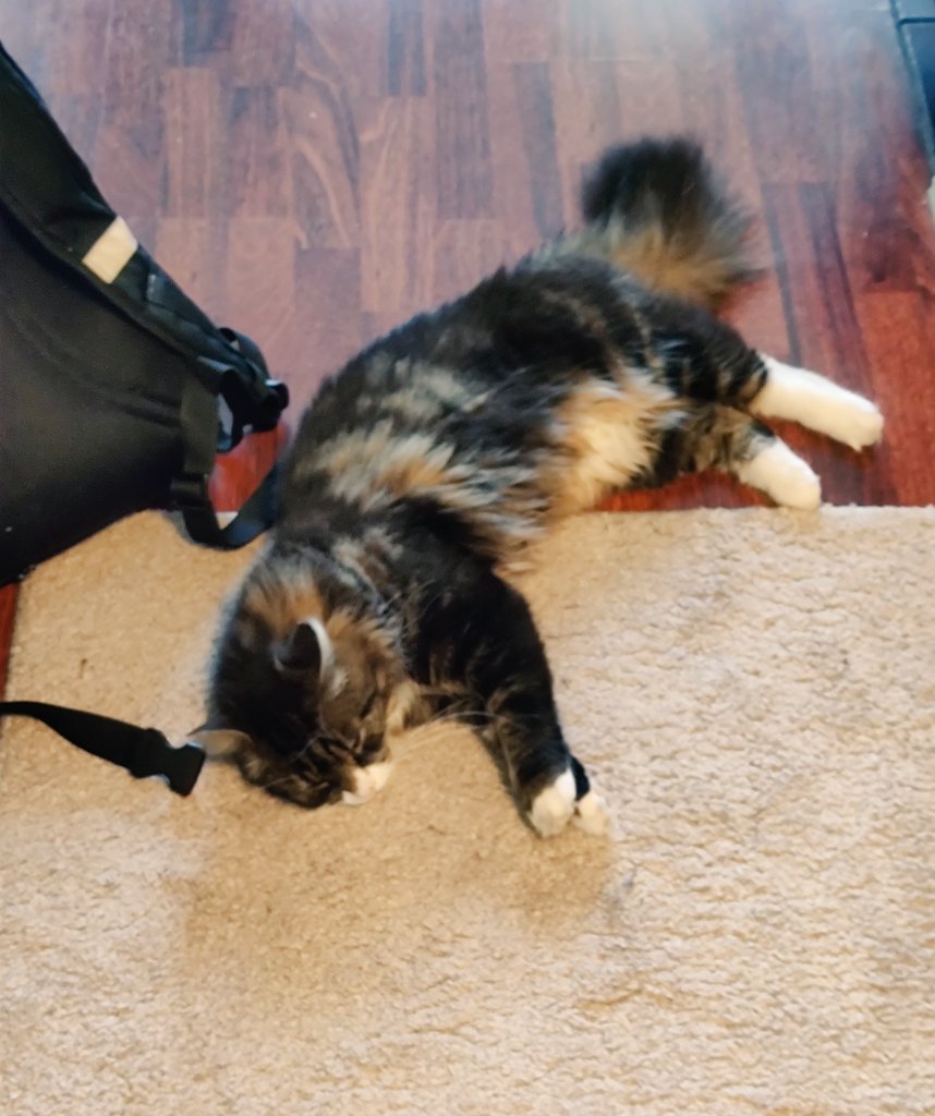 LCS_Eevee's tweet image. Its so fucking hot in EU. Here is a picture of my cat not enjoying the heat