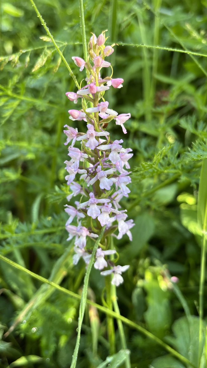 Ordesa en flor <a href="/ordesa_com/">ORDESA Y MONTE PERDIDO</a> #ordesa #ordesaymonteperdido