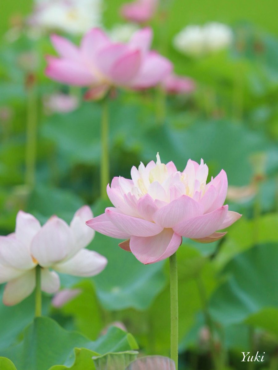 AK52008210's tweet image. こんばんは✨
近くの蓮畑にて
八重咲きの蓮の花🤍𓈒𓂂𓏸
2025/07/12
今週もよろしくお願いします
ꕤ*𓈒𖧷 ⁺.
#TLを花でいっぱいにしよう