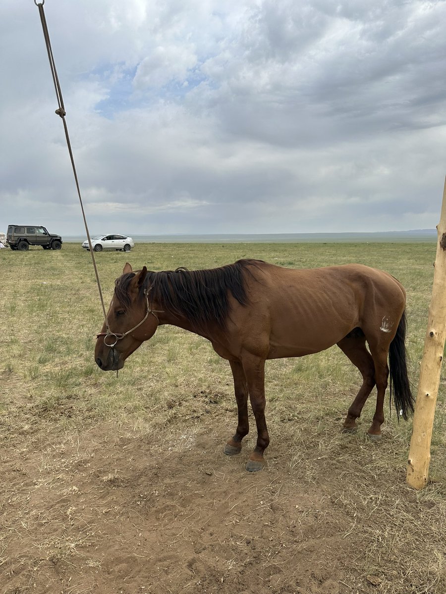 Хурдан мориор 30 жил амьдарлаа сүүлийн 5 жилд арай л биш болжээ Төр ,Засаг, ХААЯ  Бурмааг Сайд байхаас л шүүмжилсэн үг хэлсэн хүнд Морины Комисс халтай Сайдын үг бол Ял болж 3 жил Соёолонд 1 адуу нас ахидаггүй хасууллаа онигоо цаашаа хурдан Азаргыг минь хурдан үед нь мордуулахгүй