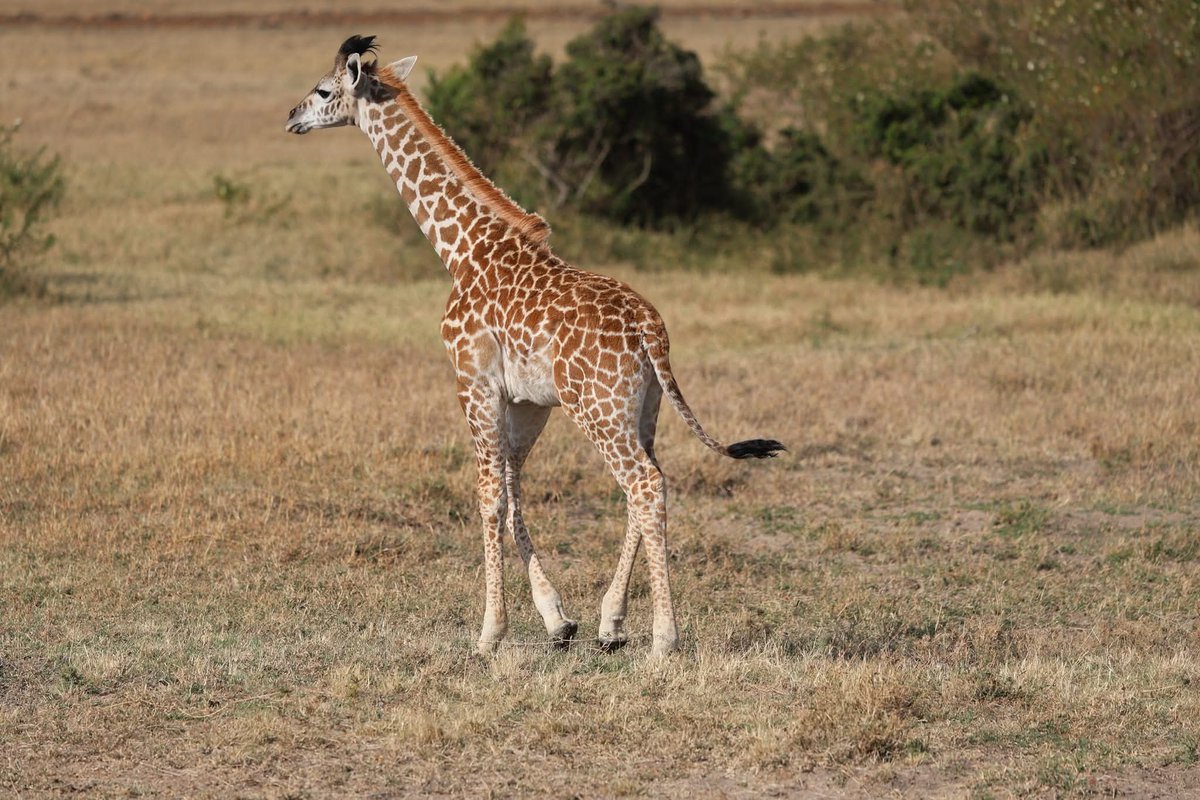 Anirban chowdhury tweet media