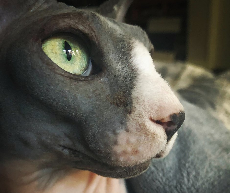 Ebiko 🧡🦐 Prawnstar tweet media