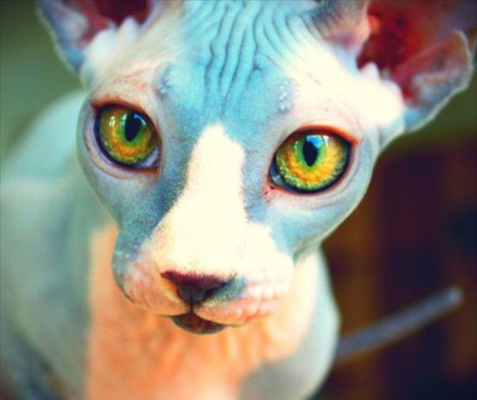 Ebiko 🧡🦐 Prawnstar tweet media