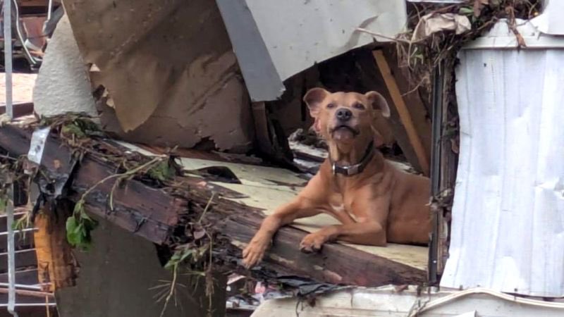 PHOTO: Dog named 'Superman' pictured waiting for his owners who died when the Texas floods destroyed their home 😢

The pup is currently safe with a foster family. 

(📷: Austin Pets Alive)