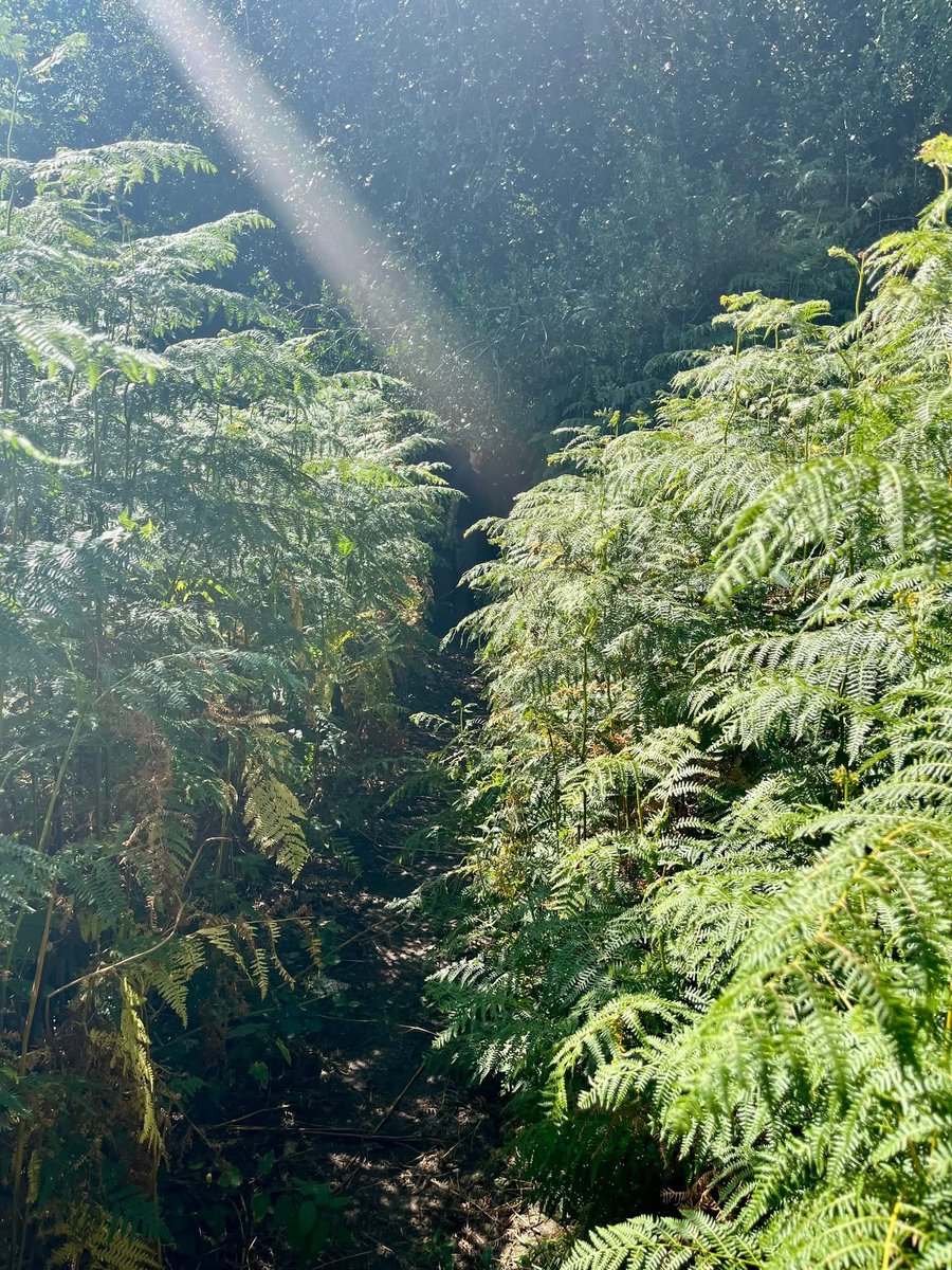 #MotivationMonday: Walking with a friend, a wide path then became very narrow with stinging nettles on both sides: I had a short dress on! I became #Mindful &amp; 'willed' myself not to get stung. I ended up with very few light stings. #Impossible?!  #Attitude &amp; #Mindfulness matter!