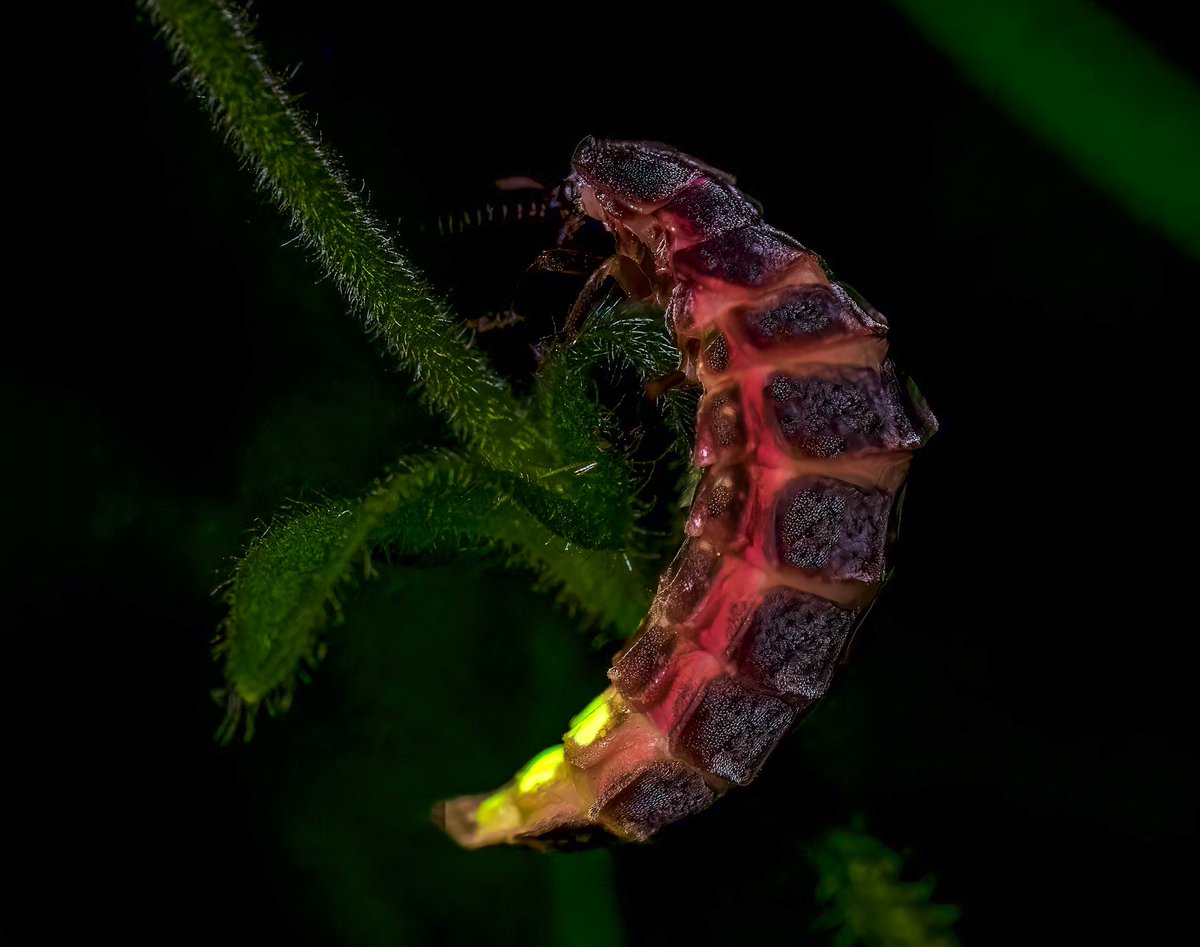 Andrew Fusek Peters (@2peters) on Twitter photo Female gloworm, in a garden on the slopes of the Long Mynd - one of my favourite images from Garden Safari. OM1 and 90mm macro <a href="/ShropsWildlife/">Shropshire Wildlife Trust</a> <a href="/ShropsHillsDC/">Shropshire Hills Discovery Centre</a> <a href="/graffeg_books/">Graffeg</a> <a href="/BBCCountryfile/">BBC Countryfile</a> <a href="/NatGeoPhotos/">Nat Geo Photography</a> <a href="/OMSYSTEMcameras/">OM SYSTEM Cameras</a> Female gloworm, in a garden on the slopes of the Long Mynd - one of my favourite images from Garden Safari. OM1 and 90mm macro <a href="/ShropsWildlife/">Shropshire Wildlife Trust</a> <a href="/ShropsHillsDC/">Shropshire Hills Discovery Centre</a> <a href="/graffeg_books/">Graffeg</a> <a href="/BBCCountryfile/">BBC Countryfile</a> <a href="/NatGeoPhotos/">Nat Geo Photography</a> <a href="/OMSYSTEMcameras/">OM SYSTEM Cameras</a>