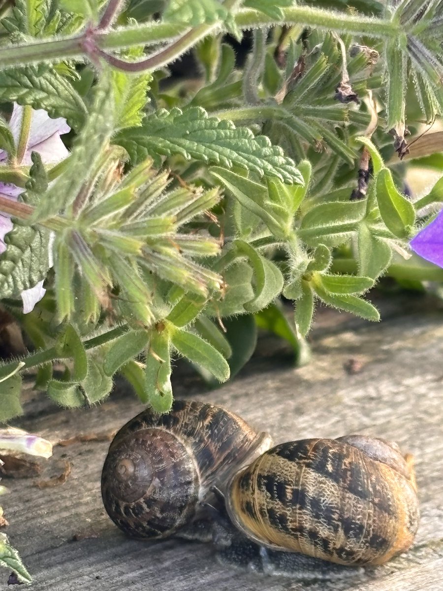 Off Blub topic. I got some new friends ;)