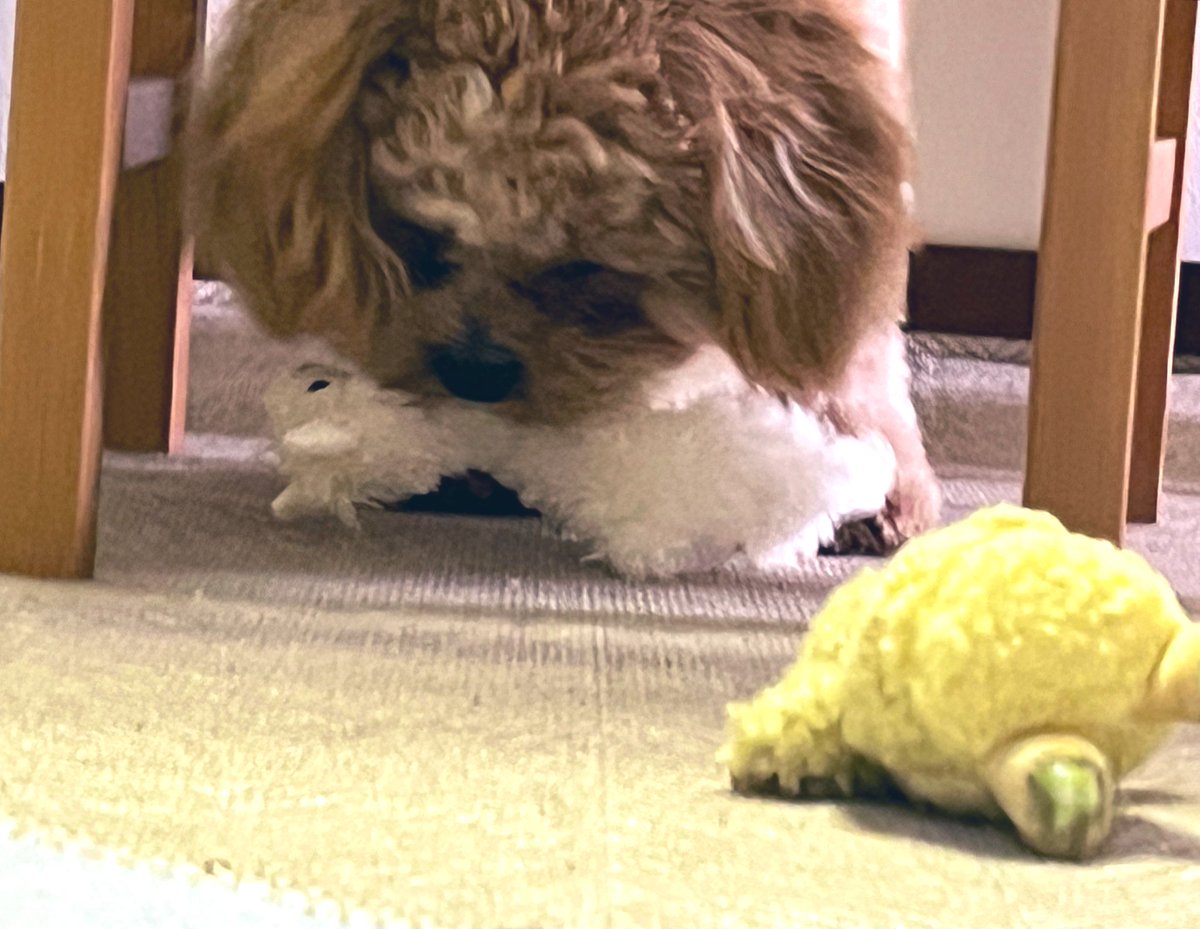 NOThingness_43's tweet photo. ベビ犬が大人しくしてると思ったら、主のぬいぐるみを引っ張りだして悪戯しようとしてたんだけど、 首〆→安全な場所に運ぶ→肝臓から狙う  という狩の現場を見て 本能なんだな…とちょっと感動した…(ぬは救出した) https://t.co/oiBVDWZLvY
