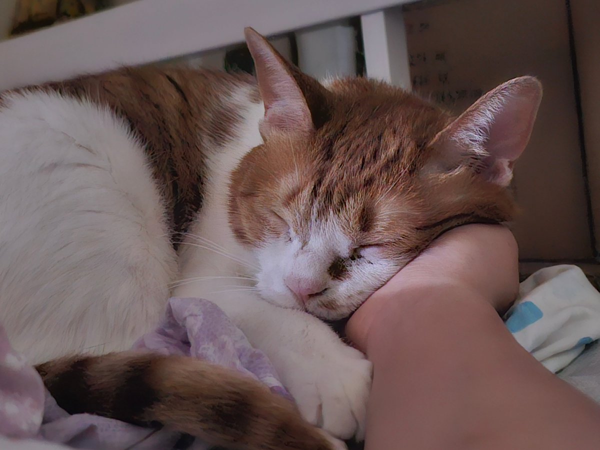 고양이가 이래가 침대에서 못일어나는 이슈