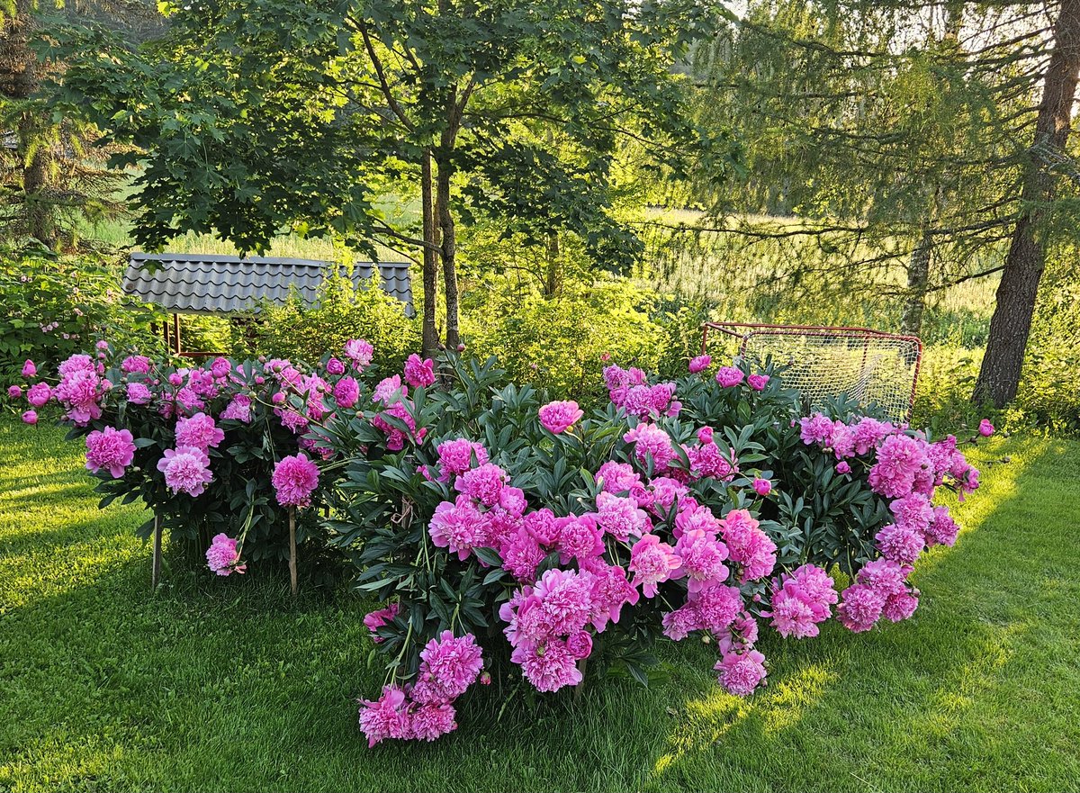 Nyt ovat pionit upeimmillaan #kesä #pionit #perennat