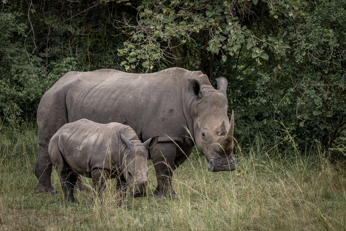 Babie Jacquie Penny (@bjacquie_p) on Twitter photo Support Rhino Conservation & Get Rewarded.
From free zoo access to brand visibility, exclusive merchandise, and national recognition, the #NameARhino campaign by <a href="/ugwildlife/">Uganda Wildlife Authority</a> offers big returns for conservation heroes.
Join the legacy 👉 ugandawildlife.org
#NameARhino Support Rhino Conservation & Get Rewarded.
From free zoo access to brand visibility, exclusive merchandise, and national recognition, the #NameARhino campaign by <a href="/ugwildlife/">Uganda Wildlife Authority</a> offers big returns for conservation heroes.
Join the legacy 👉 ugandawildlife.org
#NameARhino