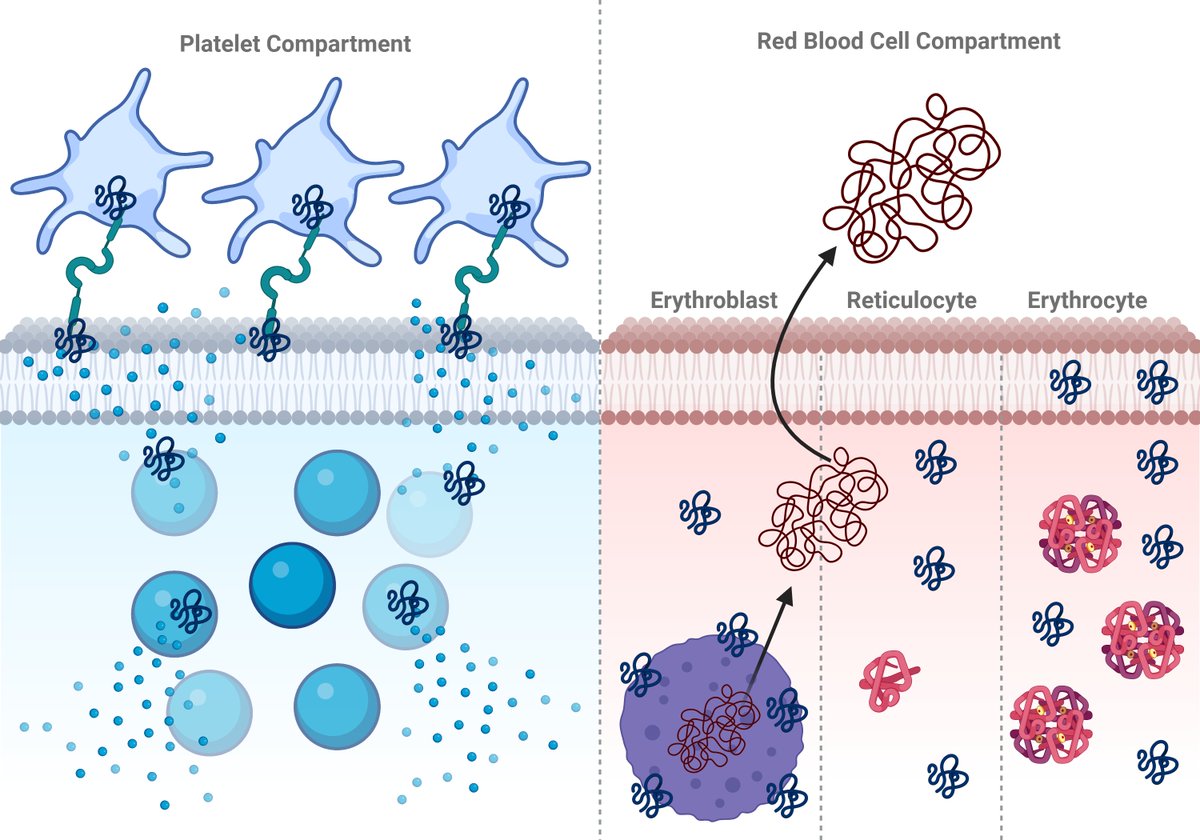 Landmark_IMR's tweet image. 🧠✨ New insights into systemic synucleinopathies!
While α-synuclein is known for its role in Parkinson’s & Lewy body dementia, emerging evidence shows it's also vital for hematopoietic & immune system function. Could its dual role explain broader disease impacts?
✒️ Author:…