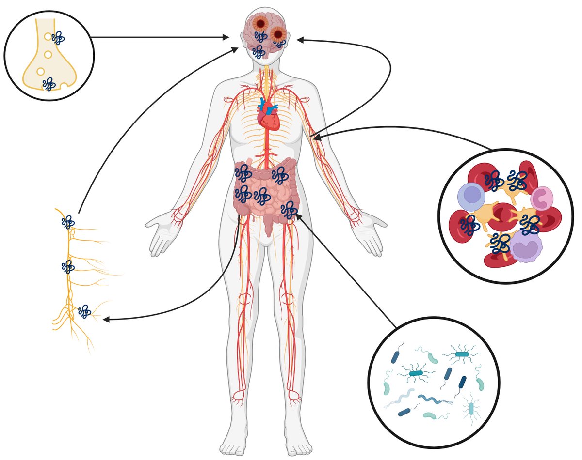 Landmark_IMR's tweet image. 🧠✨ New insights into systemic synucleinopathies!
While α-synuclein is known for its role in Parkinson’s & Lewy body dementia, emerging evidence shows it's also vital for hematopoietic & immune system function. Could its dual role explain broader disease impacts?
✒️ Author:…