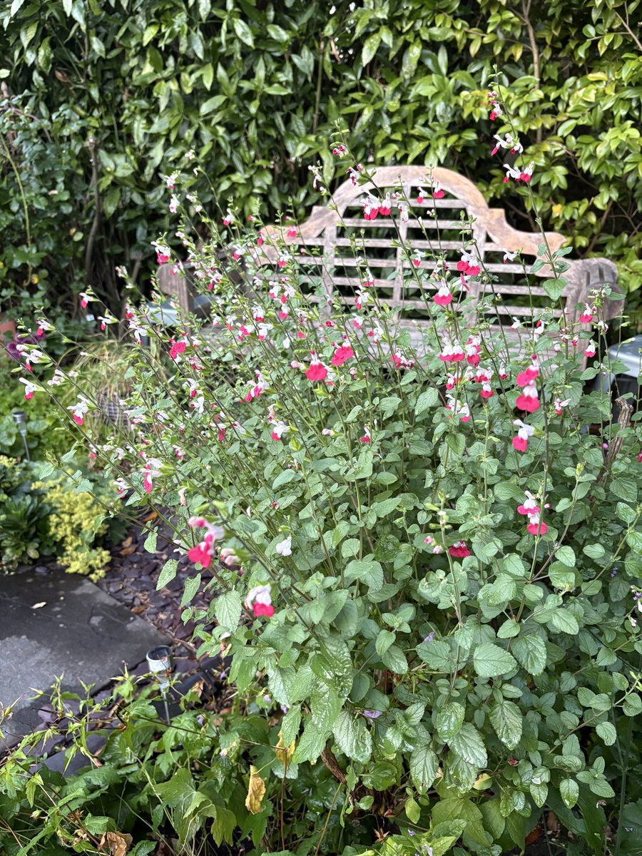 ElizAthertonSop's tweet image. I very nervously gave my completely out of control #Salvia #HotLips an extremely hard prune this spring, thinking he may not survive.
A couple of months later and he’s as happy as larry! So pleased, as he’s a big fave of mine.
#MondayMotivation #FlowerHunting