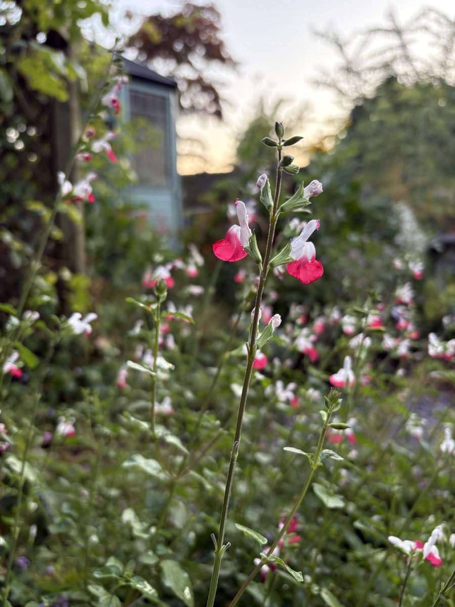 ElizAthertonSop's tweet image. I very nervously gave my completely out of control #Salvia #HotLips an extremely hard prune this spring, thinking he may not survive.
A couple of months later and he’s as happy as larry! So pleased, as he’s a big fave of mine.
#MondayMotivation #FlowerHunting