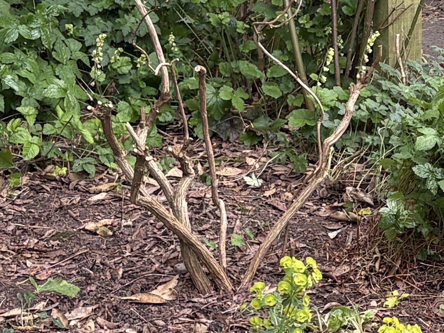 ElizAthertonSop's tweet image. I very nervously gave my completely out of control #Salvia #HotLips an extremely hard prune this spring, thinking he may not survive.
A couple of months later and he’s as happy as larry! So pleased, as he’s a big fave of mine.
#MondayMotivation #FlowerHunting