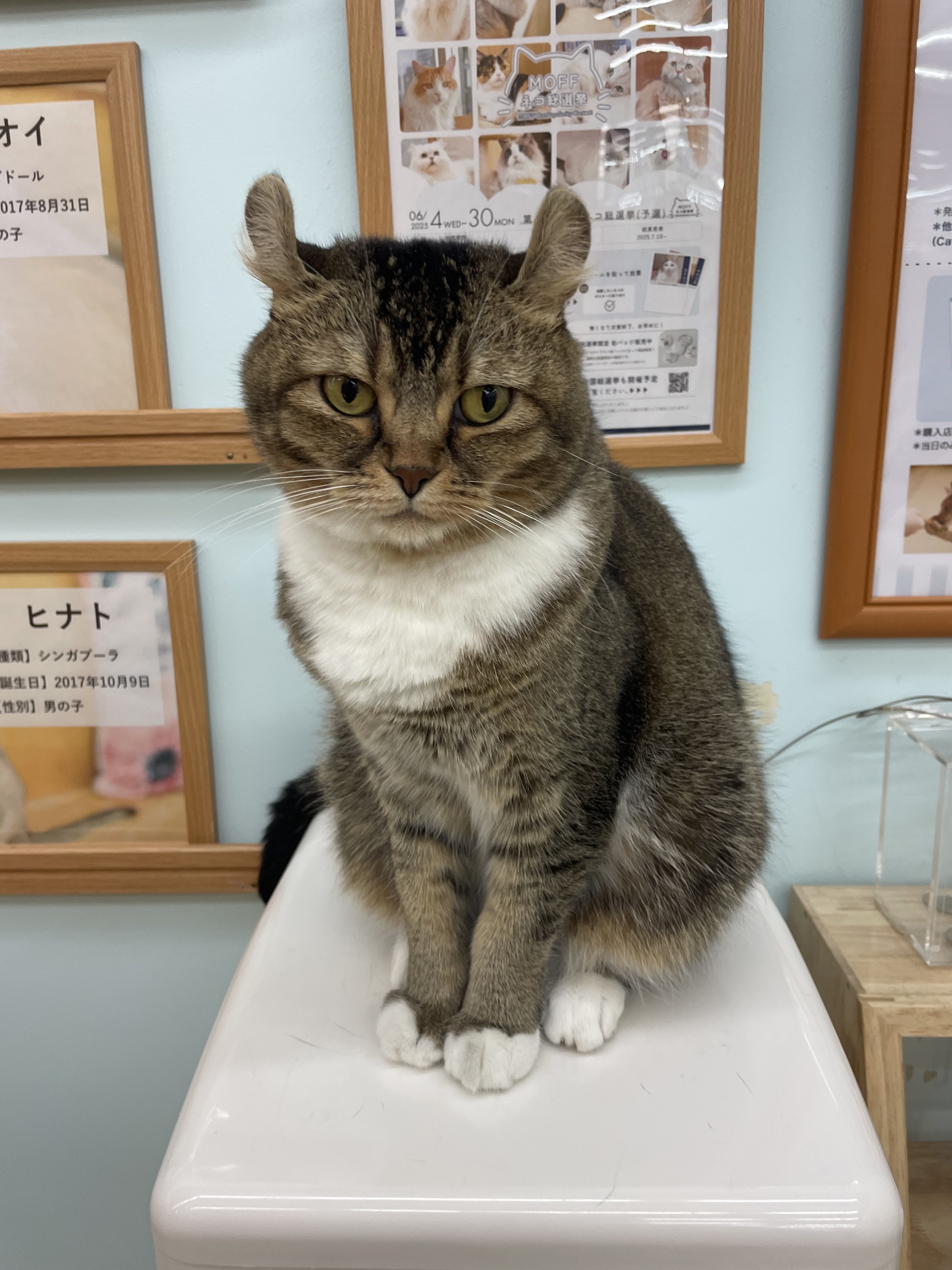 ハル猫】ことりのあそびば ハル猫】ことりのあそびば