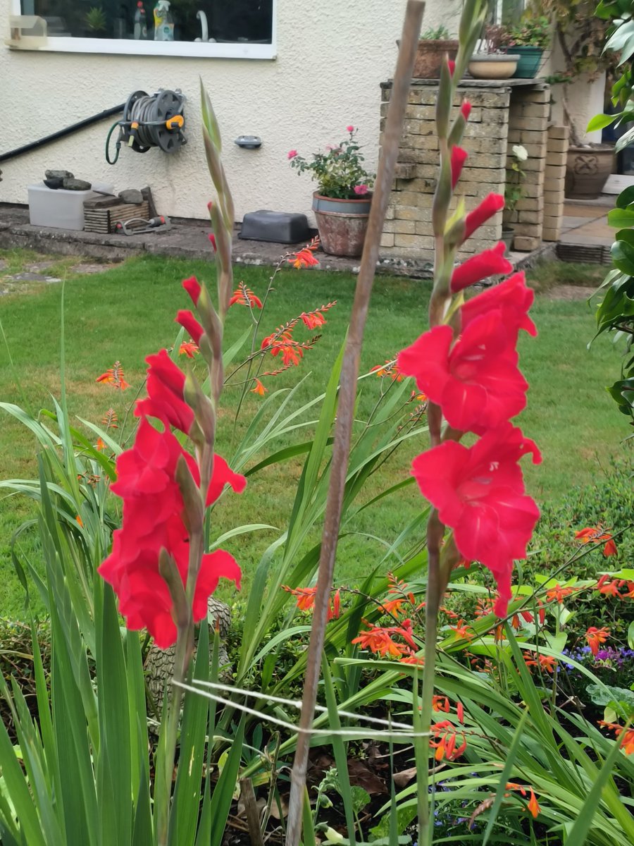 PhilippaFord1's tweet image. It's Gladioli time of year! 😍But it feels too early! 🤔 #lovegladioli