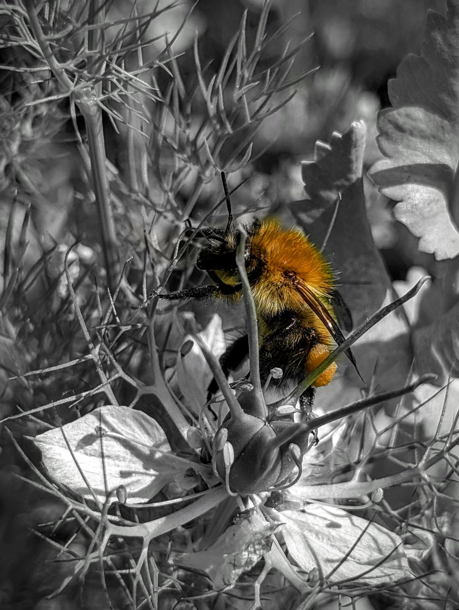 tismenic70's tweet image. A carder bee on a nigella flower
#bees