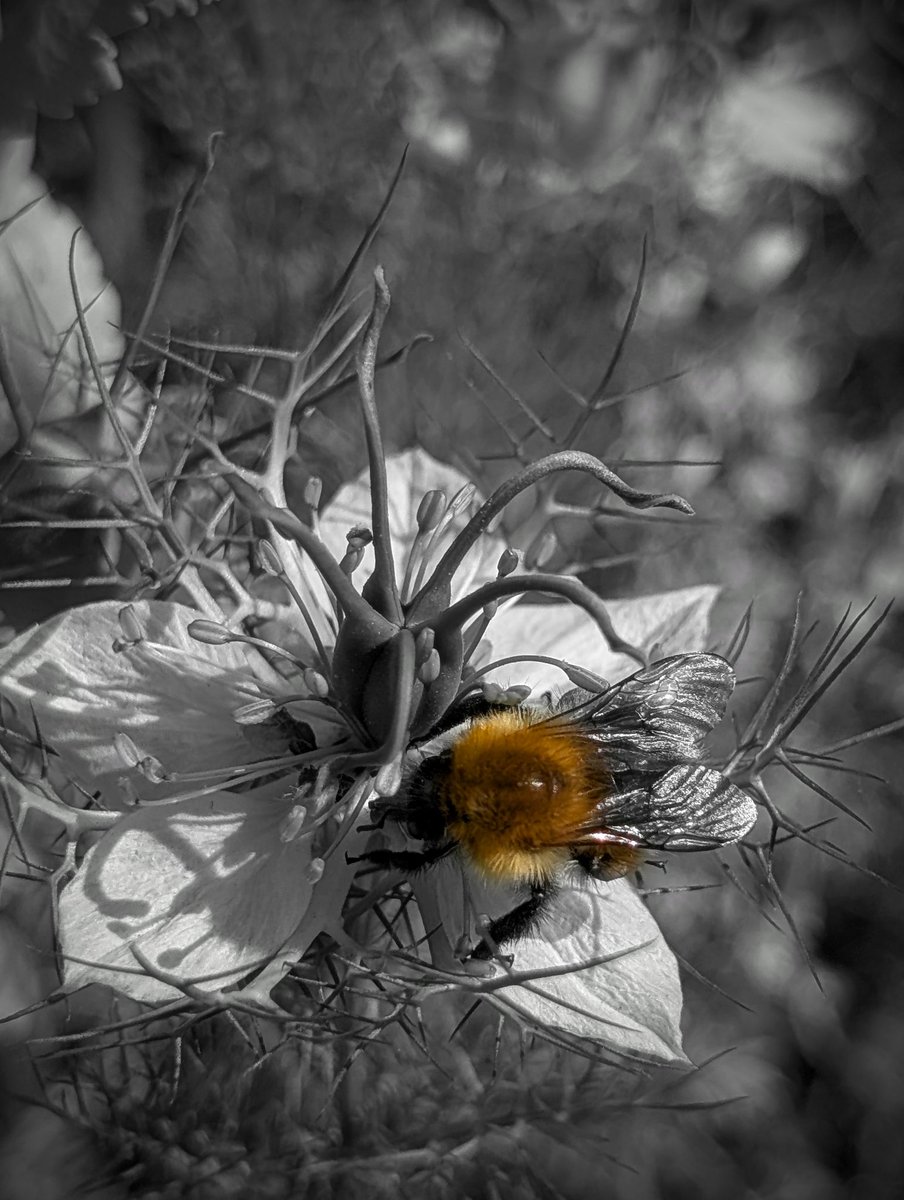 tismenic70's tweet image. A carder bee on a nigella flower
#bees