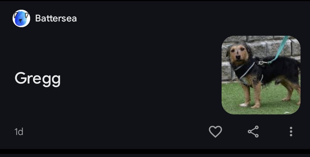 I love being subscribed to animal shelters because I get push notifications like this