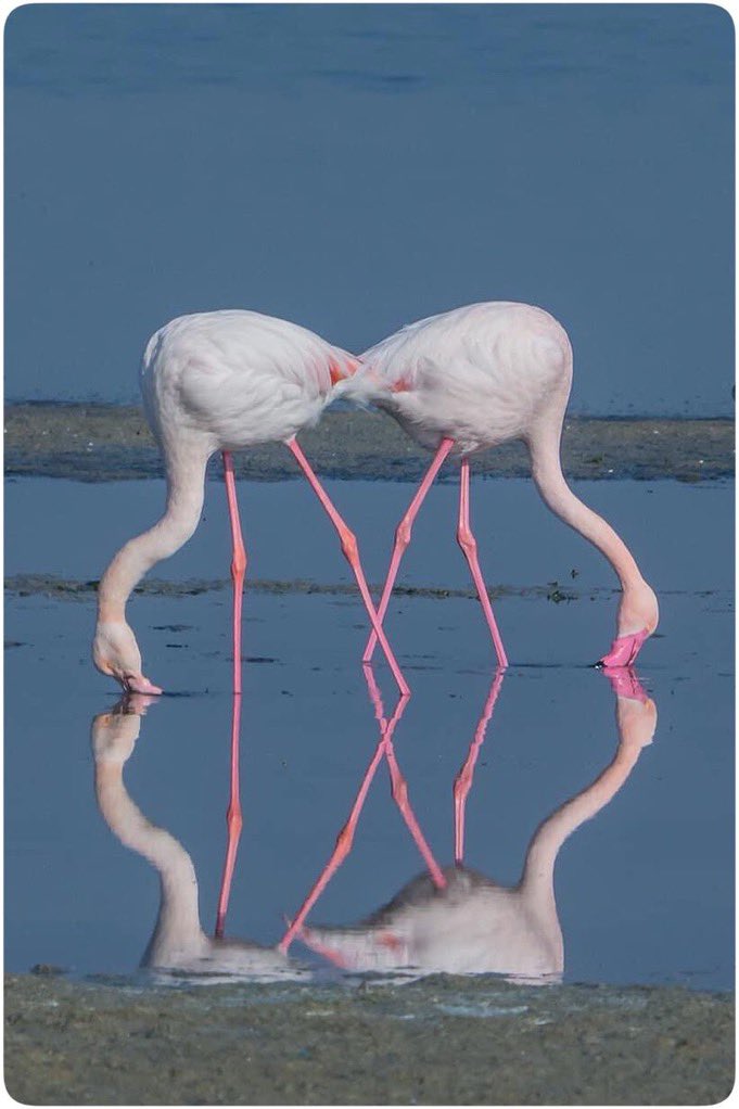 Flamingo dörtlemesi ile güzel bir hafta başlasın. 

#Hangitür