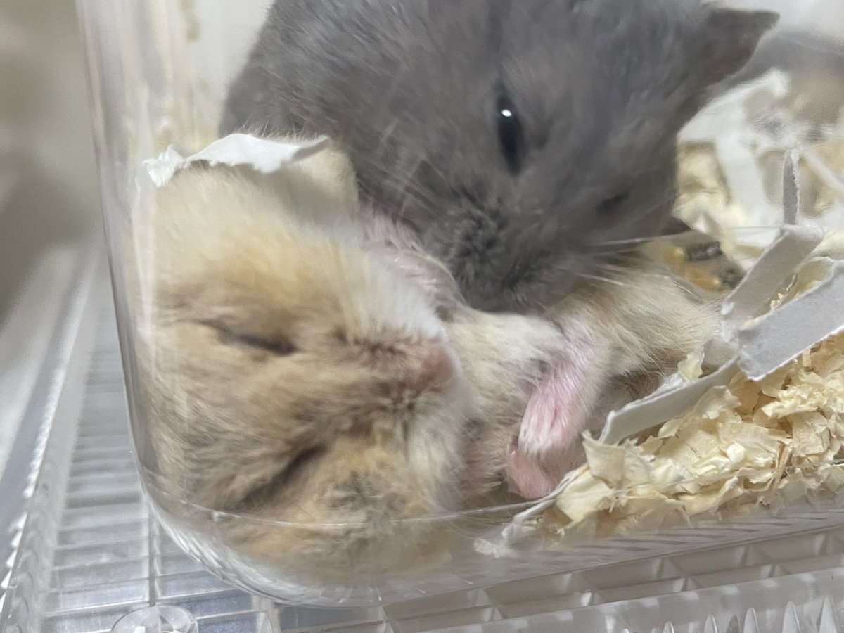t_a_TETTE324's tweet image. 寝込みを襲われてこの顔
#キャンベルハムスター