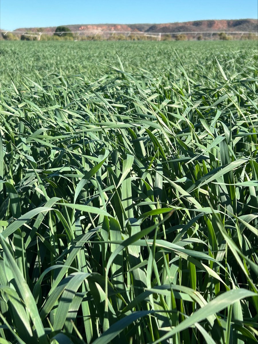 Warlock Forage Oat as far as the eye can see here in Orange Creek, Alice Springs 😎  
Planted 8 weeks ago and ready for its first cut.