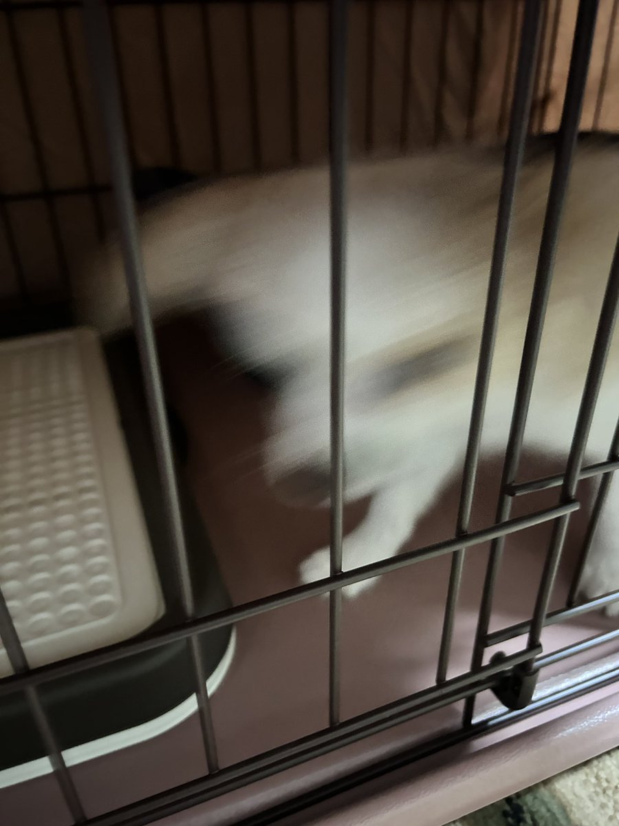 Edenkunsuko's tweet image. 新しく家族が増えました🐶
暴れ犬