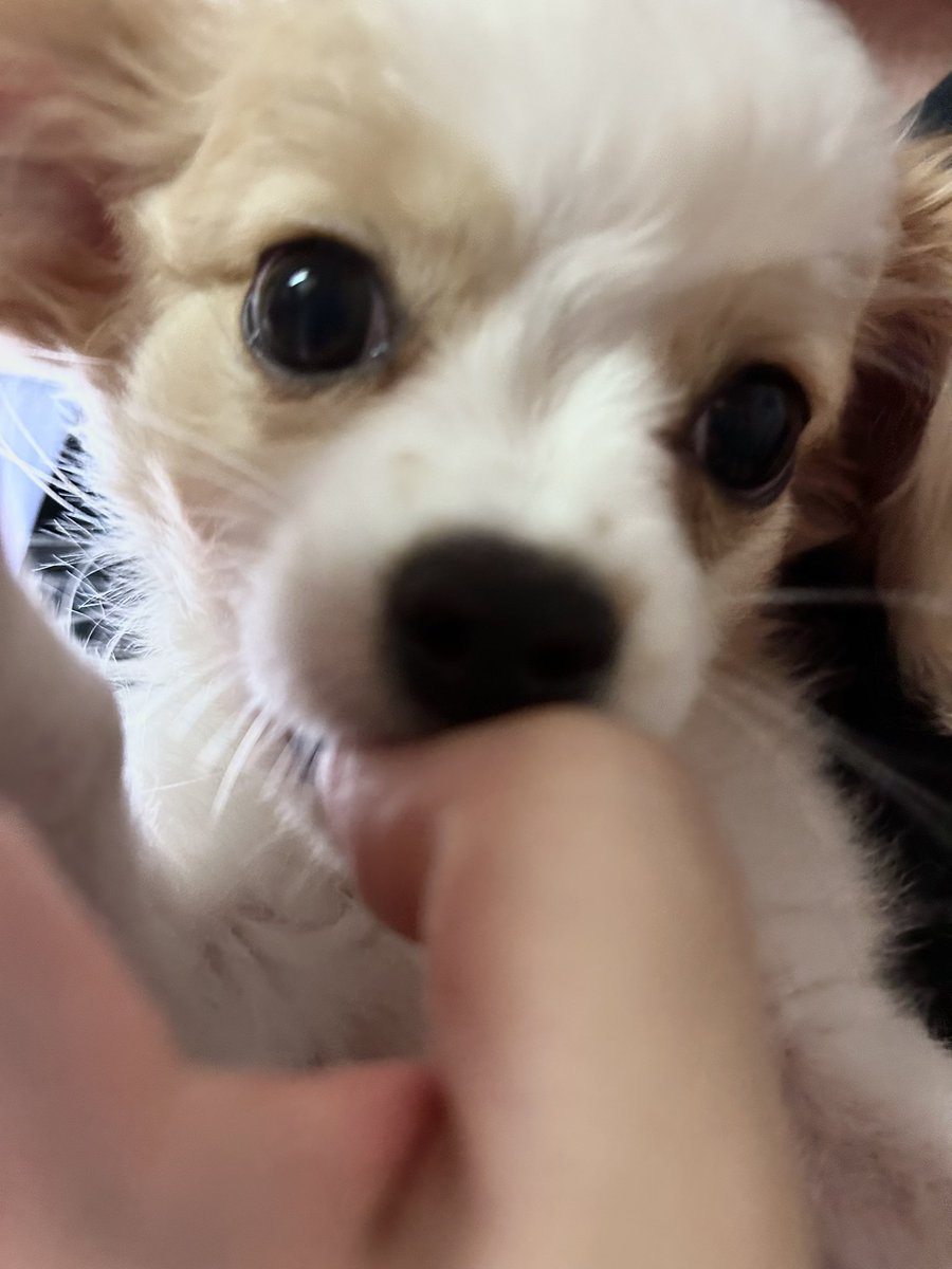 Edenkunsuko's tweet image. 新しく家族が増えました🐶
暴れ犬