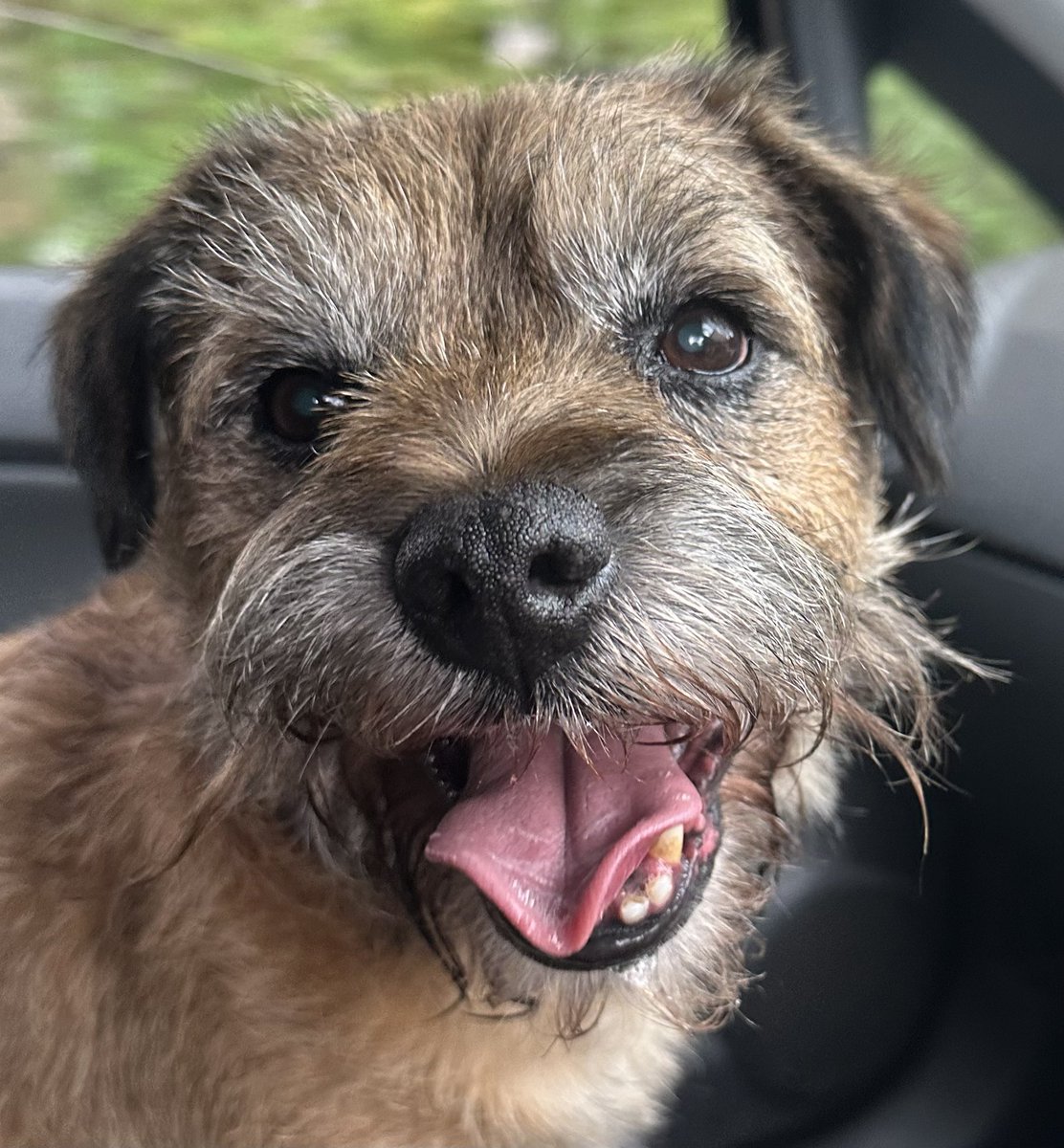 Riley_roo888's tweet image. Happy birthday to the best big brother I could ever wish for 🥰 you are 14 today Riley and I love the absolute bones of you. I will lick your ears always. Lots of love from Rooster 🥳🥳 #BTPosse #BirthdayBoy #RileyIs14 #BestBoy